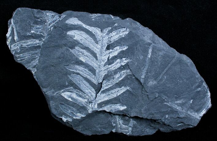 Fossil Seed Fern Plate - Pennsylvania #3639